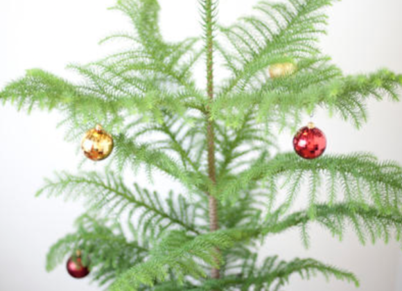 Christmas & New Year’s On Norfolk Island