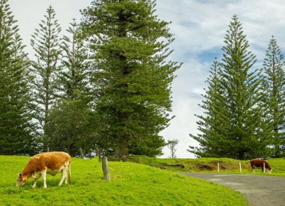 Norfolk Island for First-Time Visitors: What Surprises Everyone (2026 Guide)