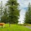 Norfolk Island for First-Time Visitors: What Surprises Everyone (2026 Guide)
