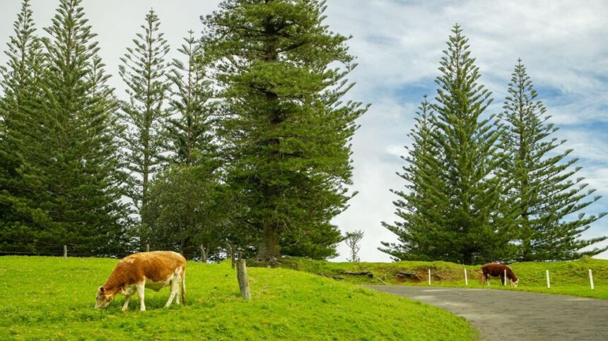 UhmUck2A Norfolk Island for First-Time Visitors: What Surprises Everyone (2026 Guide)