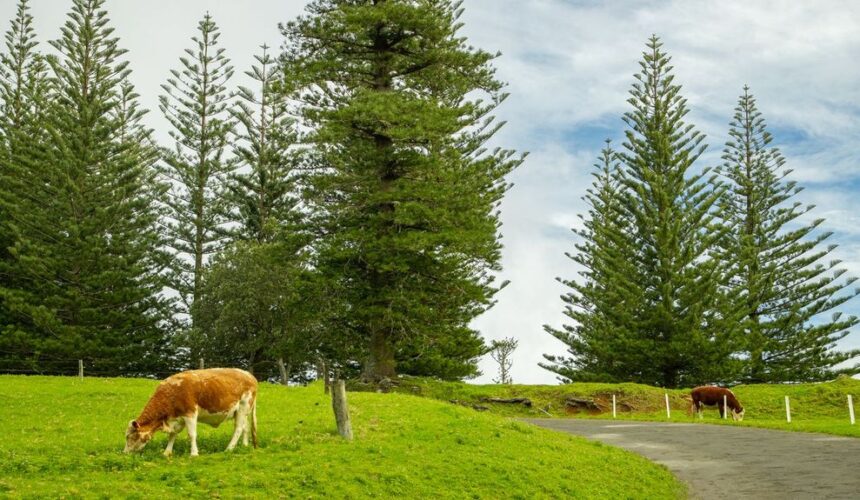 Norfolk Island for First-Time Visitors: What Surprises Everyone (2026 Guide)